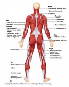 Posterior Chain Photo 